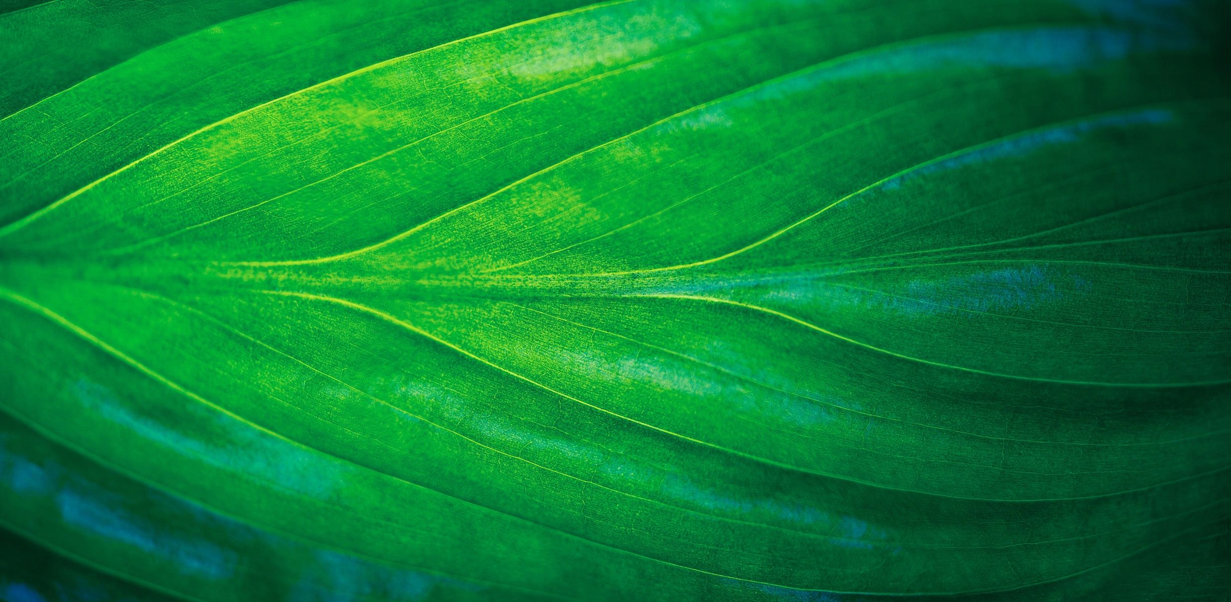 Soft green leaves in gentle light