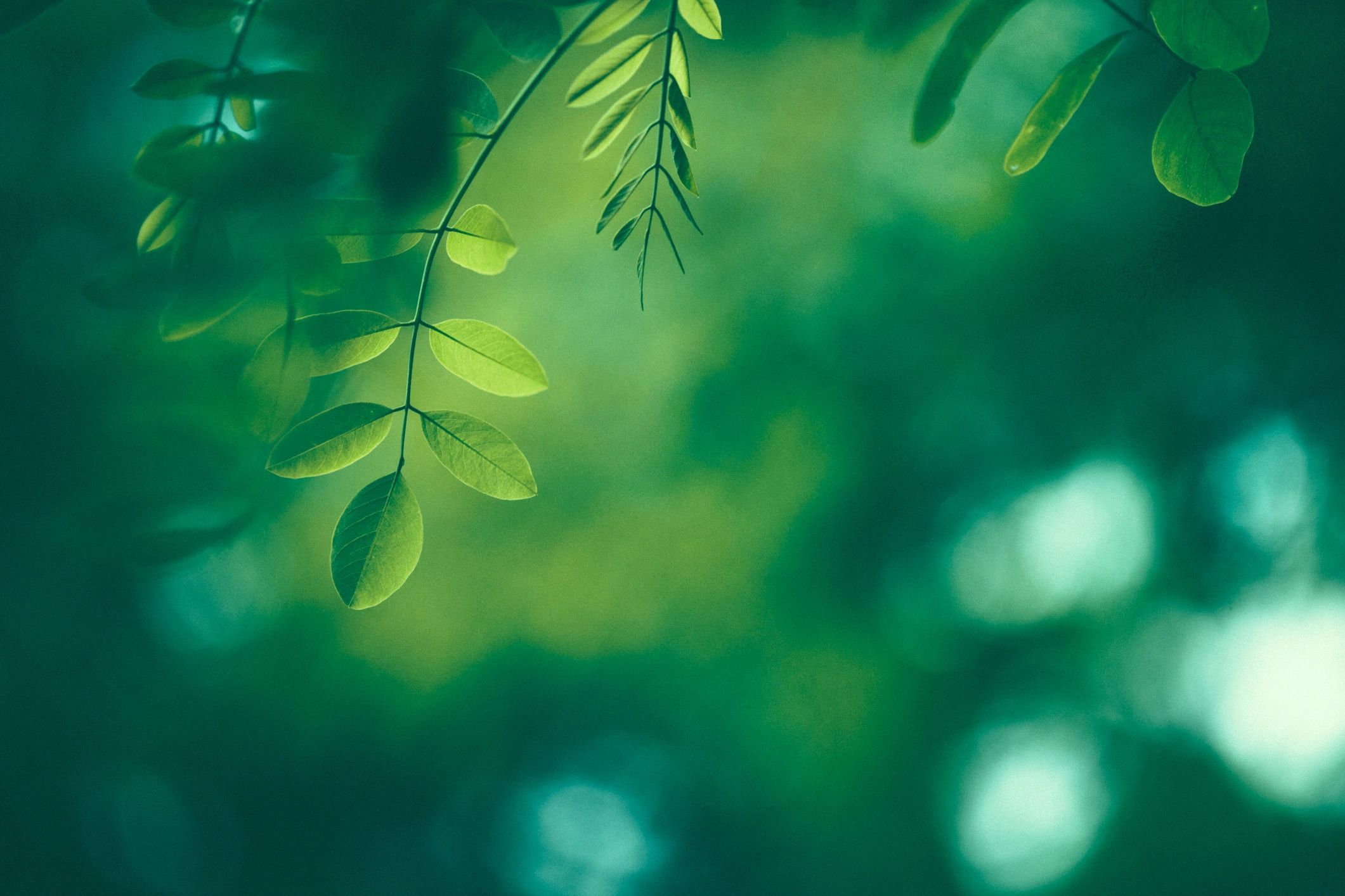 Soft green botanical leaves background